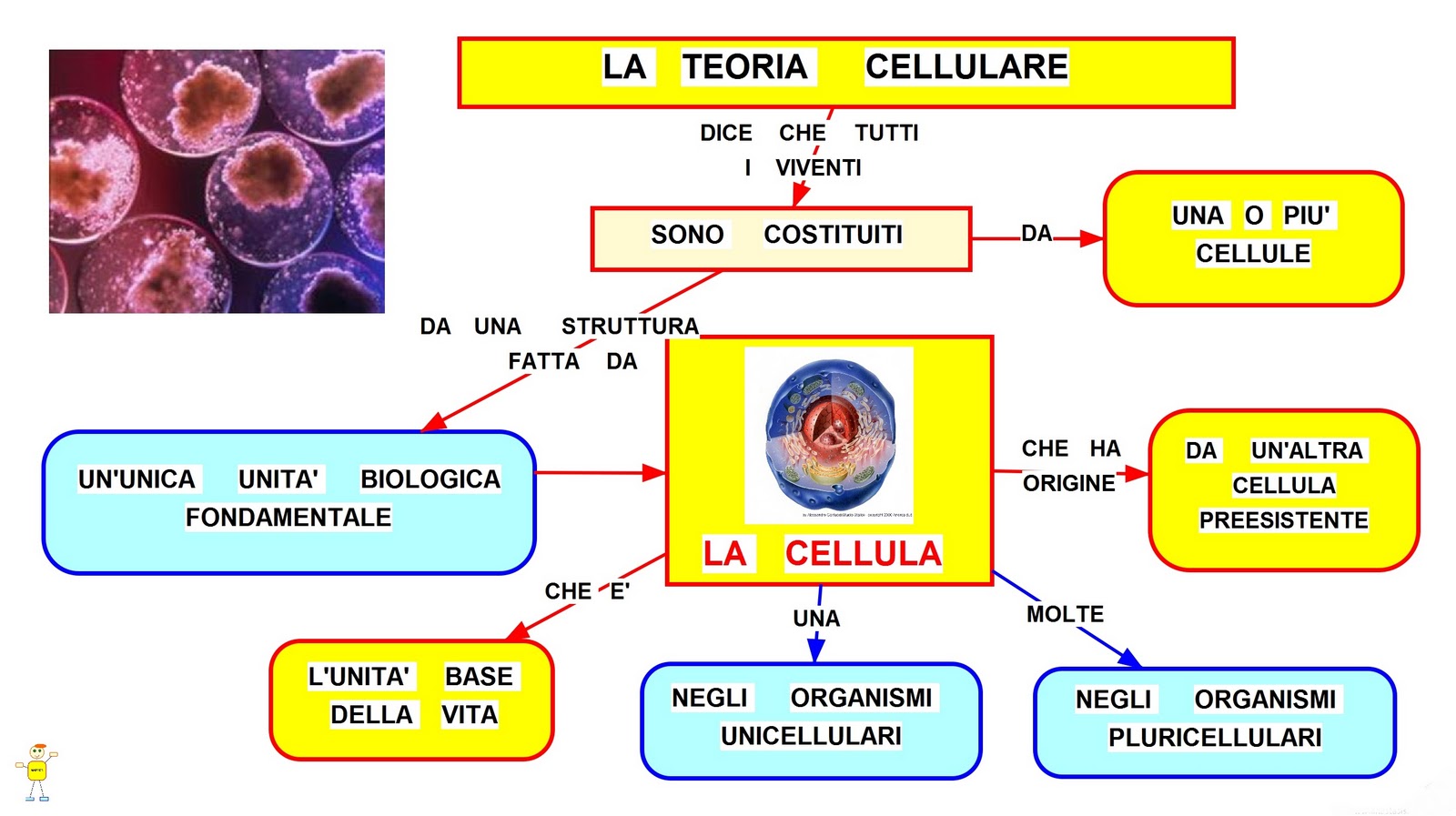 La teoria cellulare: mappa concettuale e definizione - StudentVille